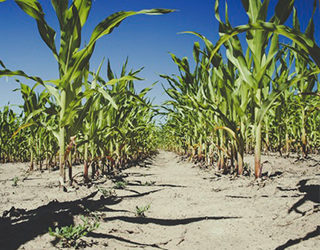 CPAC Panel: Ethanol Regs Aren’t Helping Corn Belt Economies