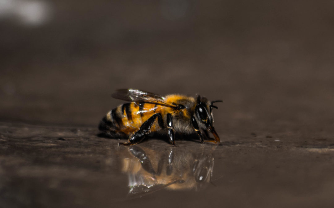 USGS Study: Dangerous Bee-Killing Neonicotinoids Found in Iowa’s Drinking Water