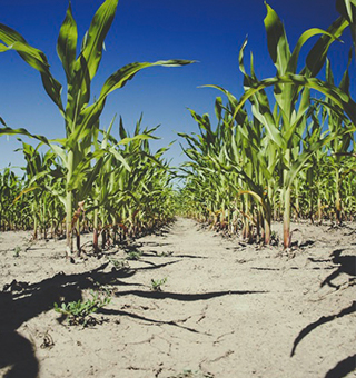 CPAC Panel: Ethanol Regs Aren’t Helping Corn Belt Economies