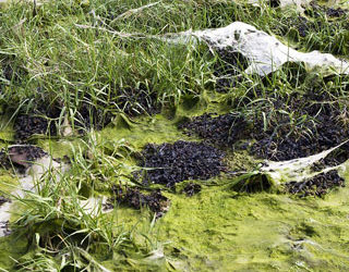 Algae termed environmental justice issue
