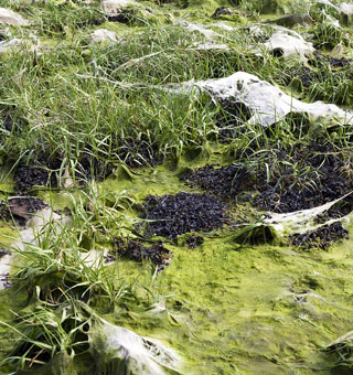 Algae termed environmental justice issue