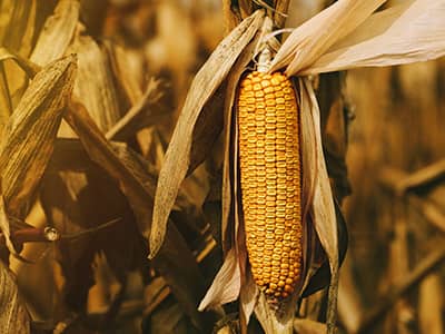 Ethanol fuel from corn faulted as ‘unsustainable subsidized food burning’ in analysis by Cornell scientist