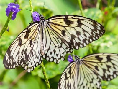 1 Billion Butterflies Dead and Environmentalists May Be to Blame