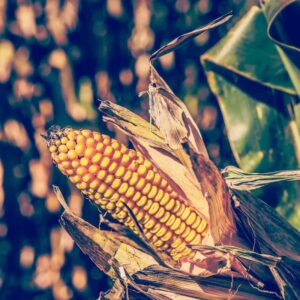 Ethanol Impact Environment