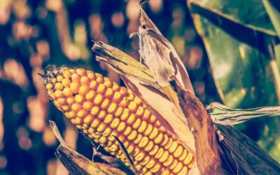 The environmental costs of corn: should the US change how it grows its dominant crop?