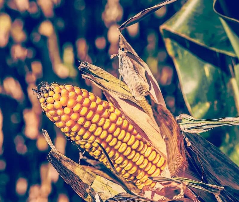 The environmental costs of corn: should the US change how it grows its dominant crop?